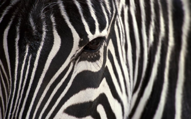 Zebra-Eye-Wallpaepr