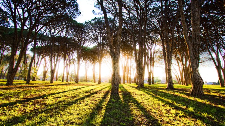 Tree-Shadows