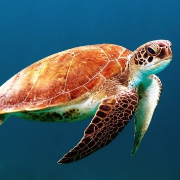 turtle-sea